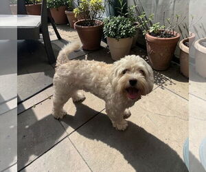 - Mix Dogs for adoption in Menifee, CA, USA