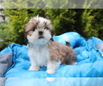 Small #1 Shih Tzu