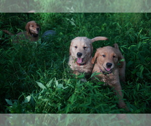 Golden Retriever Puppy for sale in FOUR OAKS, NC, USA