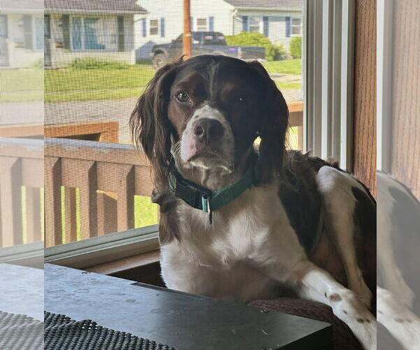 Medium Photo #1 Brittany Puppy For Sale in Curwensville, PA, USA