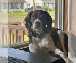 Brittany Dogs for adoption in Curwensville, PA, USA