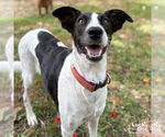 Small #1 English Springer Spaniel-Retriever  Mix