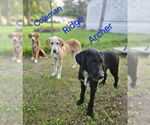 Small Photo #13 Mutt Puppy For Sale in Boonton, NJ, USA