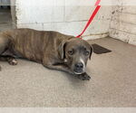 Small American Pit Bull Terrier