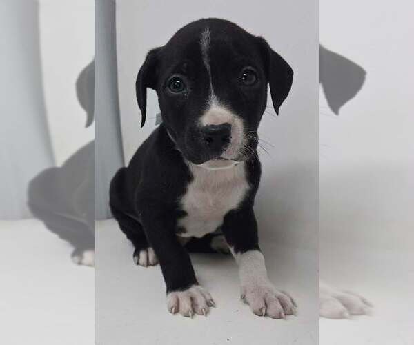 Medium Photo #2 Labrador Retriever-Unknown Mix Puppy For Sale in Brewster, NY, USA