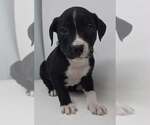 Small #1 Labrador Retriever Mix