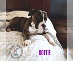 Small Photo #5 Bulldog-Staffordshire Bull Terrier Mix Puppy For Sale in Omaha, NE, USA