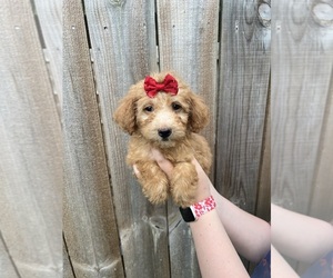 Maltipoo Puppy for Sale in BELDING, Michigan USA