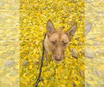Small #1 Golden Shepherd