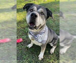 Logan - Male American Staffordshire Terrier-Siberian Husky Mix Dog for Adoption - Photo #7