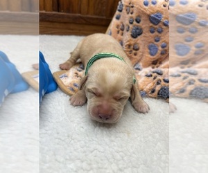 Labrador Retriever Puppy for Sale in NEOLA, West Virginia USA