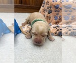Image preview for Ad Listing. Nickname: AKC Labs