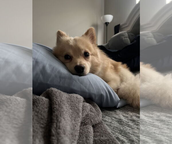 Medium Photo #3 Pomeranian Puppy For Sale in Doylestown, PA, USA