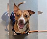 Small #1 Beagle-Chihuahua Mix