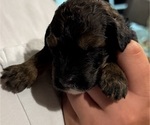 Small Photo #66 Bernedoodle Puppy For Sale in MOULTON, AL, USA