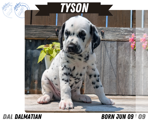Medium Photo #80 Dalmatian Puppy For Sale in GOSHEN, IN, USA