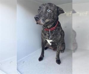 Bull Terrier-Siberian Husky Mix Dogs for adoption in Houston, TX, USA