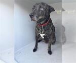 Small Bull Terrier-Siberian Husky Mix