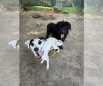 Small #3 Australian Shepherd Mix