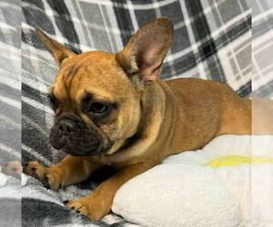 French Bulldog Puppy for Sale in RENTON, Washington USA