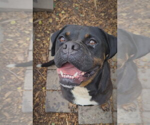 Wiggles - Female Bulldog Dog for Adoption - Photo #6