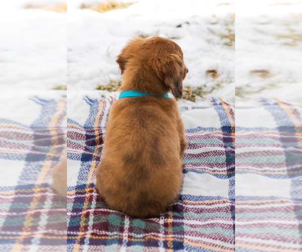 Medium Photo #6 Dachshund Puppy For Sale in BREMEN, IN, USA