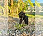 Small #2 Schnauzer (Miniature)
