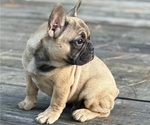 Puppy Puppy 2 French Bulldog