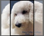 Small Photo #18 Poodle (Standard) Puppy For Sale in MANCHESTER, MI, USA