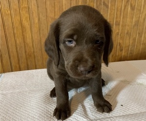 Labradoodle Puppy for sale in DEEPWATER, MO, USA