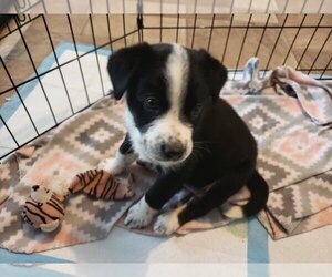 Sammy - Male Mutt Dog for Adoption - Photo #3