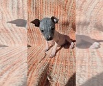 Puppy Precious American Hairless Terrier