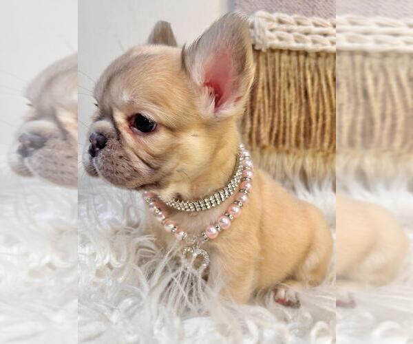 Medium Photo #3 French Bulldog Puppy For Sale in DANBURY, CT, USA
