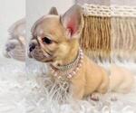 Small #2 French Bulldog