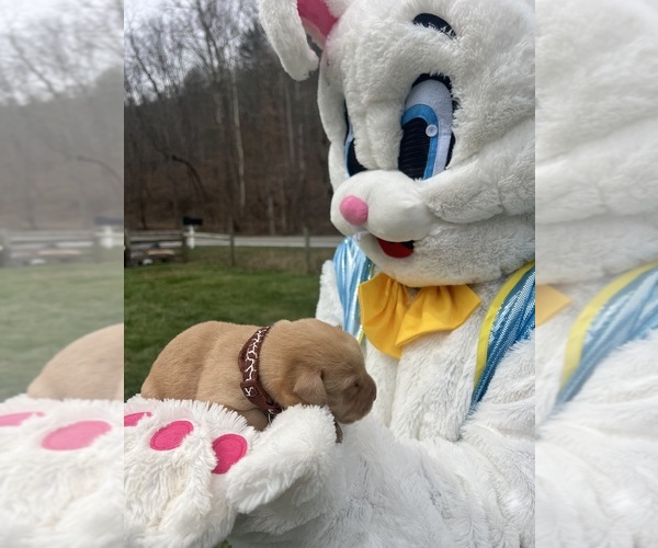 Medium Photo #4 Labrador Retriever Puppy For Sale in NEOLA, WV, USA