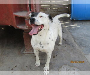 Kristi - Female Australian Shepherd-Unknown Mix Dog for Adoption - Photo #2