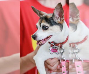 Rat-Cha Dogs for adoption in The Woodlands, TX, USA