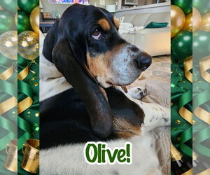 Basset Hound Dogs for adoption in Brookville, OH, USA