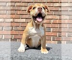 Small Photo #9 Olde English Bulldogge Puppy For Sale in NEOSHO, MO, USA