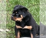 Small #2 Rottweiler