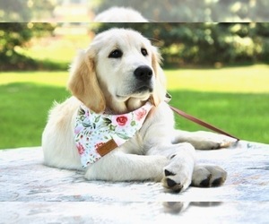 Golden Retriever Puppy for sale in BOSWELL, IN, USA
