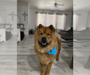 Chow Chow Dogs for adoption in Chandler, AZ, USA