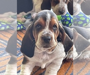 Basset Hound Puppy for sale in OSSEO, WI, USA