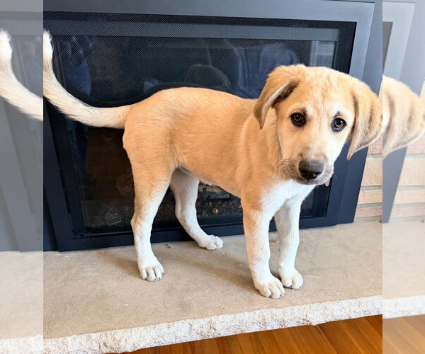 Medium Photo #7 Mutt Puppy For Sale in St. Louis Park, MN, USA