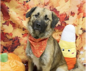 Anatolian Shepherd-Unknown Mix Dogs for adoption in Placerville, CA, USA