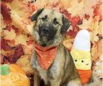 KENAI - Male Anatolian Shepherd-Unknown Mix Dog for Adoption - Small photo