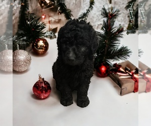 Goldendoodle Puppy for Sale in RUSSIAVILLE, Indiana USA