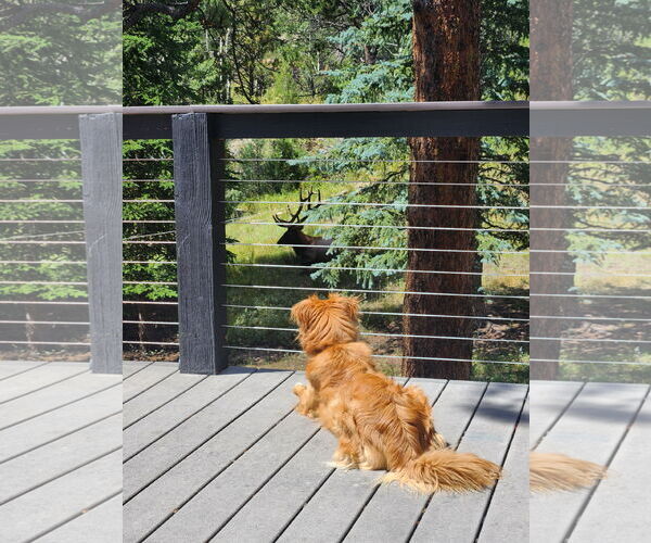 Medium Photo #3 Retriever -Unknown Mix Puppy For Sale in Pueblo West, CO, USA