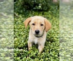 Puppy Playful Male German Shepherd Dog-Labradoodle Mix