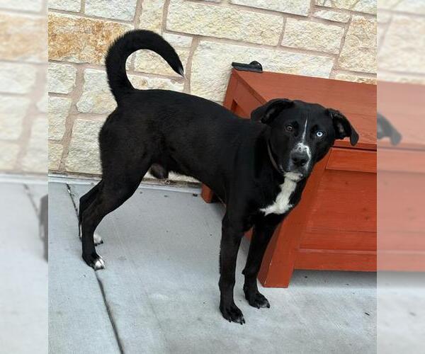 Medium Photo #1 Labrador Retriever-Unknown Mix Puppy For Sale in Baytown, TX, USA